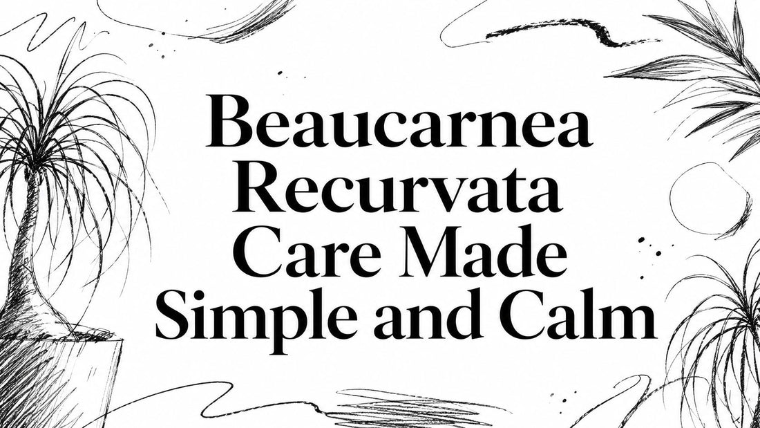 Beaucarnea Recurvata Care Made Simple and Calm
