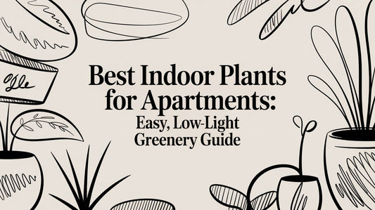 A Beginner's Guide to the Best Indoor Plants for Apartments
