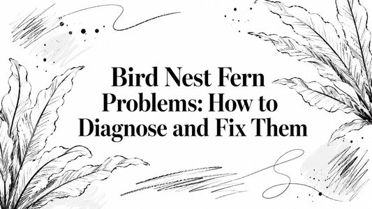 Bird Nest Fern Problems: How to Diagnose and Fix Them