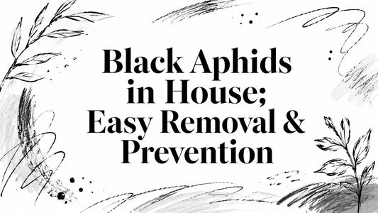 Black Aphids in House: Easy Removal & Prevention