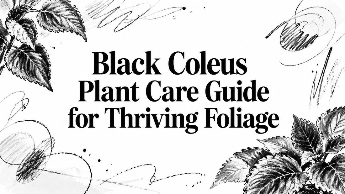 Black Coleus Plant Care Guide for Thriving Foliage