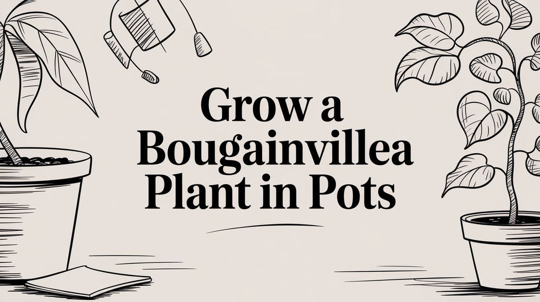 Grow a Bougainvillea Plant in Pots
