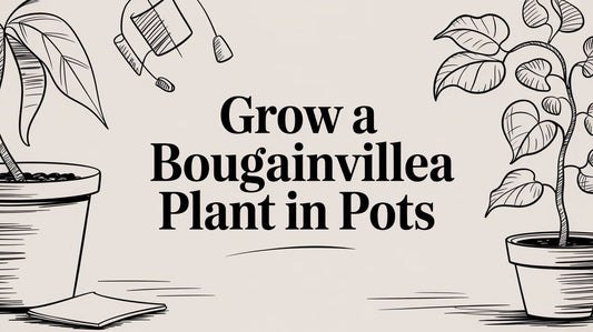 Grow a Bougainvillea Plant in Pots