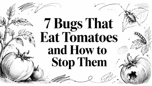 7 Bugs That Eat Tomatoes and How to Stop Them
