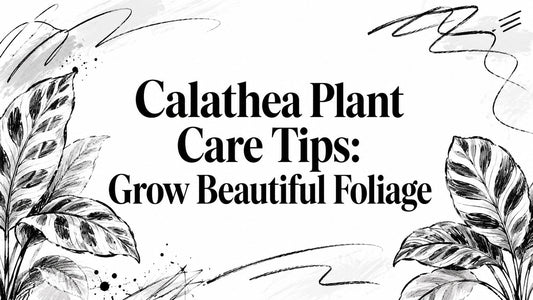 Calathea Plant Care Tips: Grow Beautiful Foliage