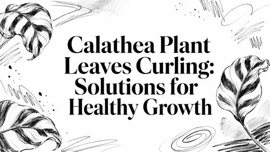 Calathea Plant Leaves Curling: Solutions for Healthy Growth
