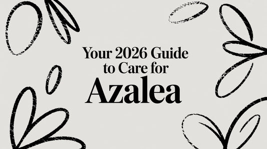 Your 2026 Guide to Care for Azalea