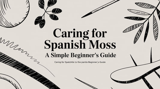Caring for Spanish Moss: A Simple Beginner's Guide