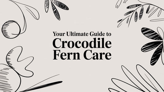 A Beginner's Guide to Crocodile Fern Care