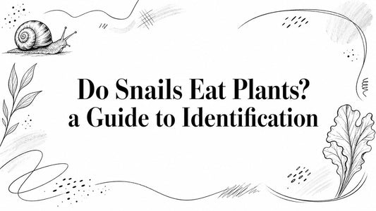 Do Snails Eat Plants? a Guide to Identification