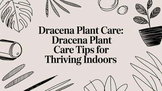 Dracaena Plant Care: A Beginner's Guide to Thriving Indoors
