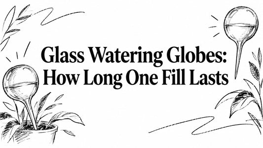 Glass Watering Globes: How Long One Fill Lasts