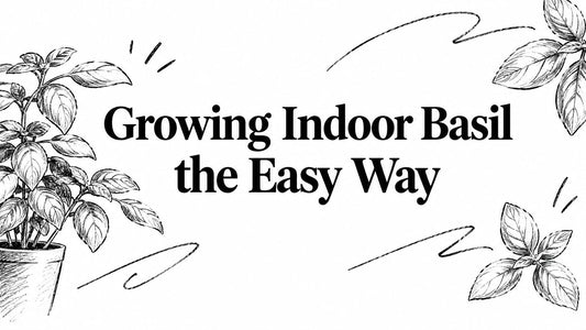 Growing Indoor Basil the Easy Way
