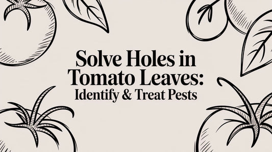Solve Holes in Tomato Leaves: Identify & Treat Pests