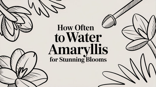 How Often to Water Amaryllis for Stunning Blooms