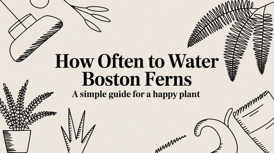 How Often to Water a Boston Fern: A Simple Guide for a Happy Plant
