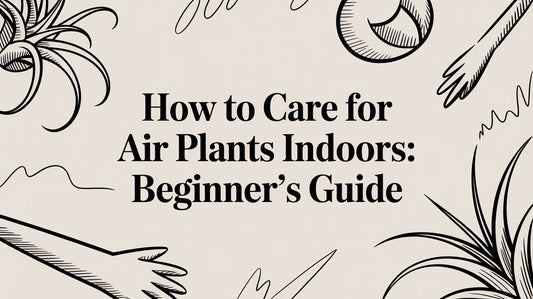 How To Care For Air Plants Indoors: Beginner's Guide