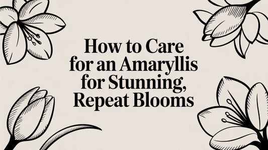 How to Care for an Amaryllis for Stunning, Repeat Blooms