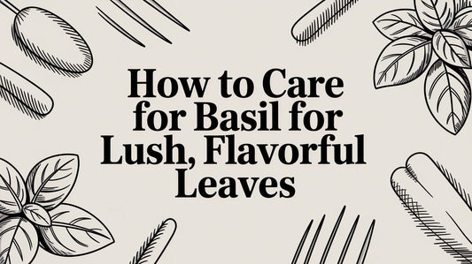 How to Care for Basil for Lush, Flavorful Leaves