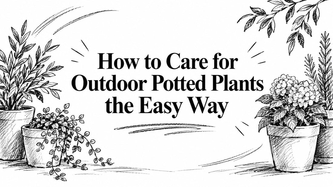 How to Care for Outdoor Potted Plants the Easy Way