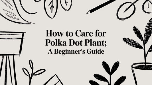 How to Care for Polka Dot Plant: A Beginner's Guide