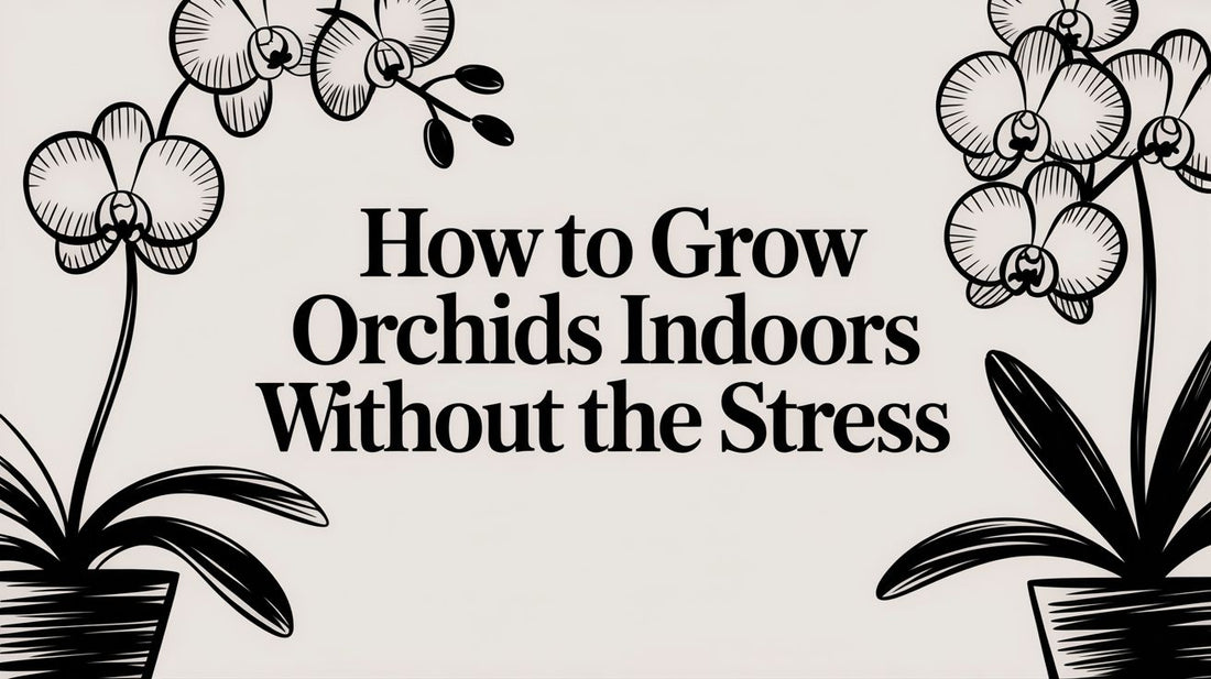 How to Grow Orchids Indoors Without the Stress