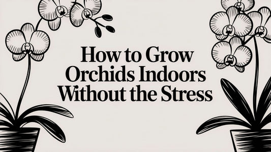 How to Grow Orchids Indoors Without the Stress