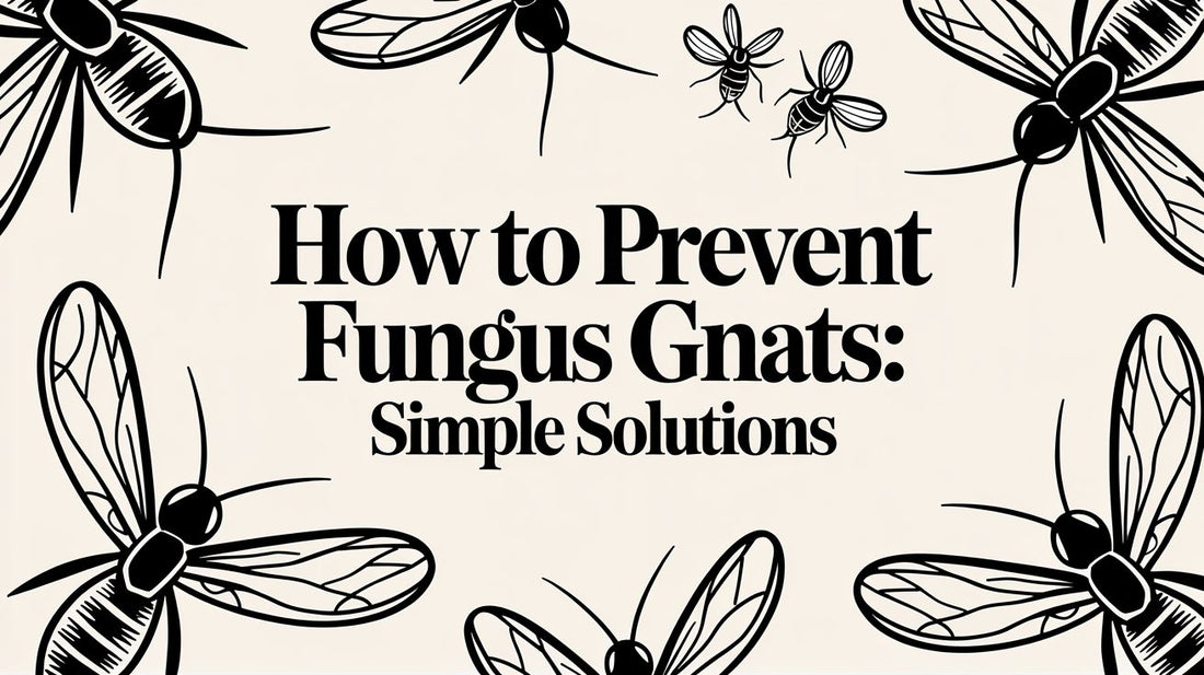 How to Prevent Fungus Gnats: Simple Solutions