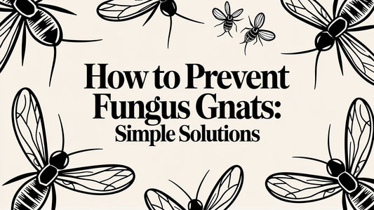 How to Prevent Fungus Gnats: Simple Solutions