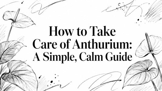 How to Take Care of Anthurium: A Simple, Calm Guide