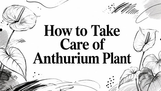 How to Take Care of Anthurium Plant