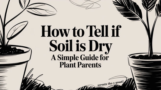 How to Tell If Soil Is Dry A Simple Guide for Plant Parents