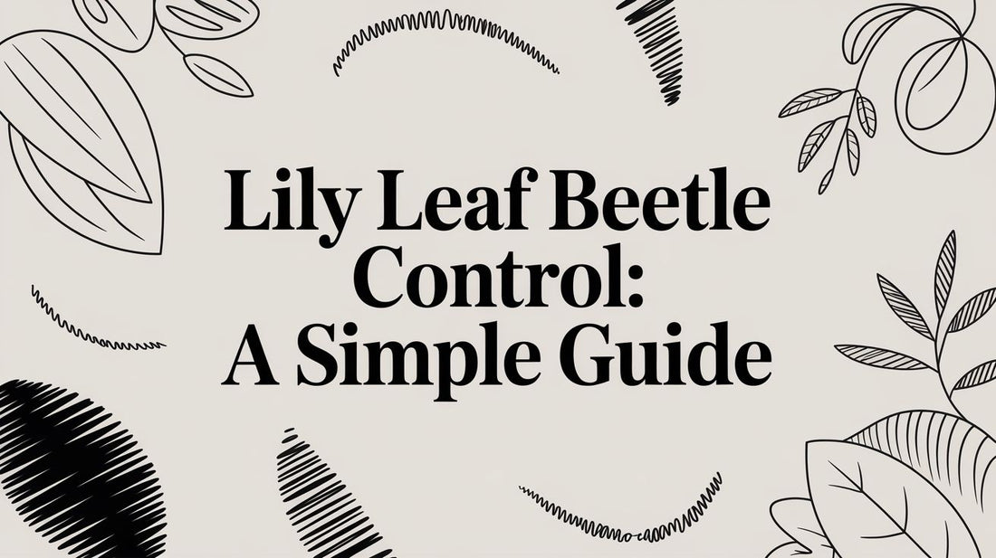 Lily Leaf Beetle Control: A Simple Guide