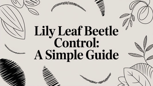 Lily Leaf Beetle Control: A Simple Guide