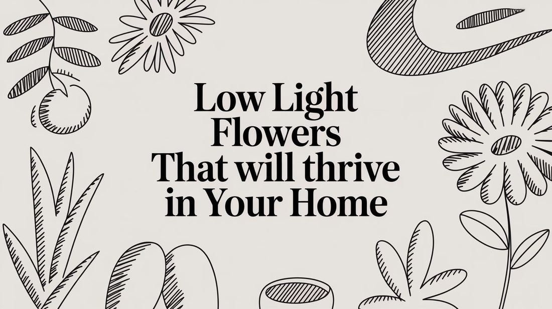 Low Light Flowers That Will Thrive in Your Home