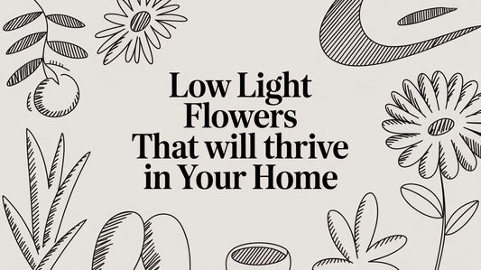 Low Light Flowers That Will Thrive in Your Home