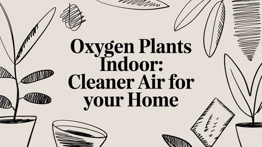 Oxygen Plants Indoor: Cleaner Air for Your Home