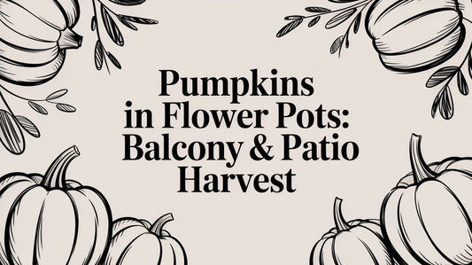 Pumpkins in Flower Pots: Balcony & Patio Harvest