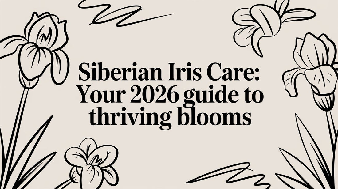 Siberian Iris Care: Your 2026 Guide to Thriving Blooms