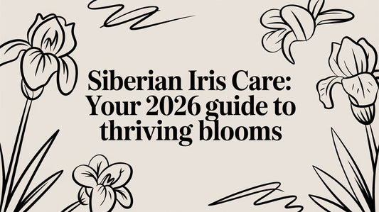 Siberian Iris Care: Your 2026 Guide to Thriving Blooms