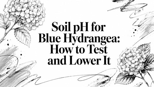 Soil pH for Blue Hydrangea: How to Test and Lower It