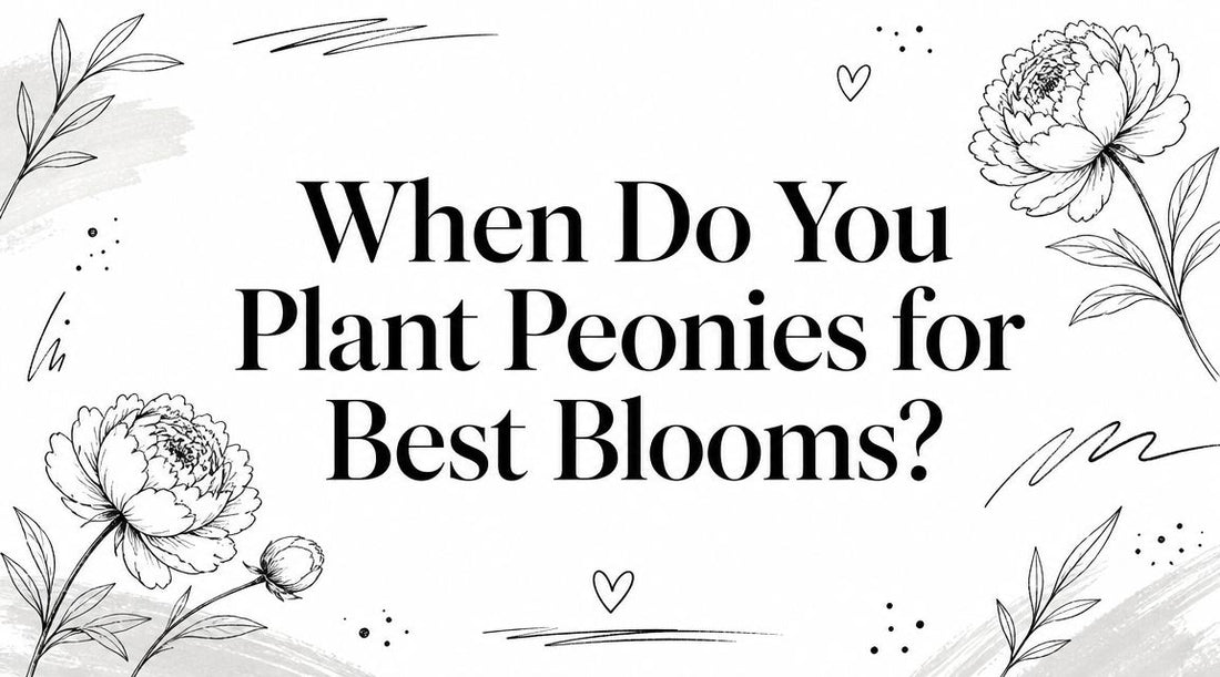 When Do You Plant Peonies for Best Blooms?