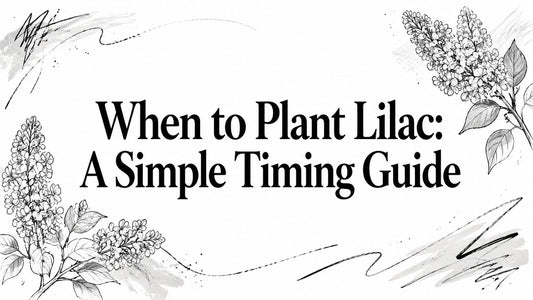 When to Plant Lilac: A Simple Timing Guide