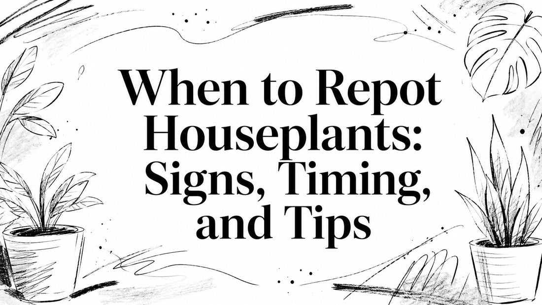 When to Repot Houseplants: Signs, Timing, and Tips