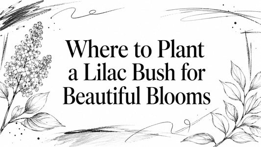 Where to Plant a Lilac Bush for Beautiful Blooms