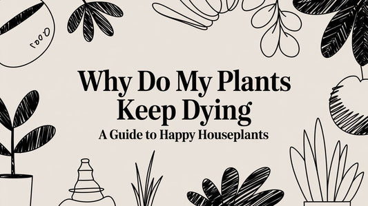 A Beginner's Guide to Happy Houseplants