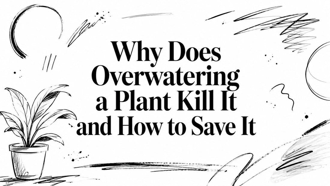 Why Does Overwatering a Plant Kill It and How to Save It